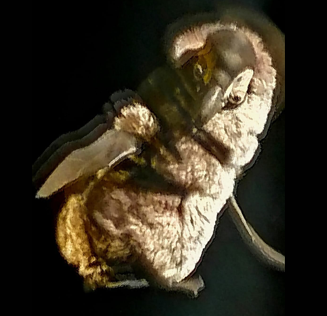 Театральная лаборатория Яны Туминой. Спектакль «Джинжик»